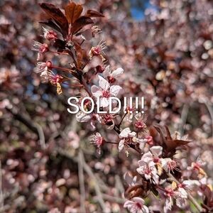 SOLDVintage Hand Carved Balinese Bali Wooden Woman Small Bust Sculpture Figurine